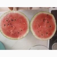 Продам кавун сорт Фонтана, Юммі