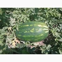 Продам кавун сорт Фонтана, Юммі