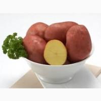 Посадкова картопля Беллароза Сумська область купити якісну, роздріб від 10 кг