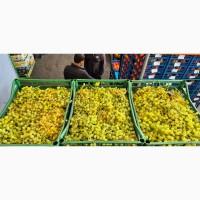 Продам виноград Кишмиш