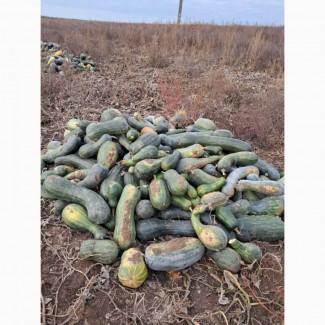 Продам тыкву, арбатская, лунга, в наличии 200т