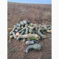 Продам тыкву, арбатская, лунга, в наличии 200т