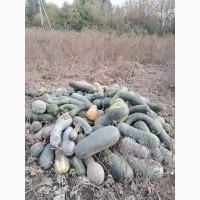 Продам тыкву, арбатская, лунга, в наличии 200т