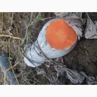 Продам тыкву, арбатская, лунга, в наличии 200т