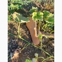 Продам тыкву, арбатская, лунга, в наличии 200т