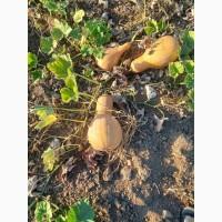 Продам тыкву, арбатская, лунга, в наличии 200т