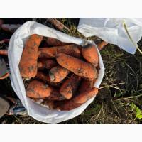 Морква.Абако