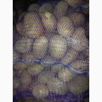 Продаж товарної картоплі білого сорту оптом від 20 тонн. Калібр 5