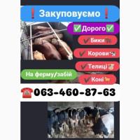 Закуповуємо Бики, корови, коні