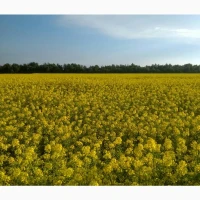 Куплю гірчицю. Самовивіз із місця