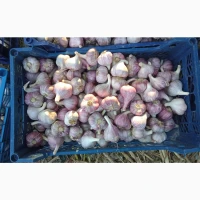 Продам часник любаша