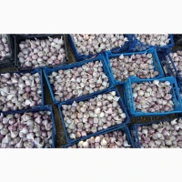 Продам часник любаша