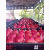 Продаж Хурми і Гранату