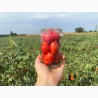 Продаємо помідори Асвон та Брісколіно оптом з поля