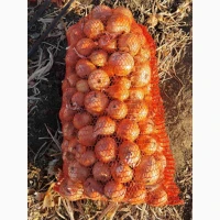 Куплю цибулю