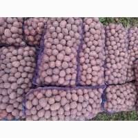Продам картоплю