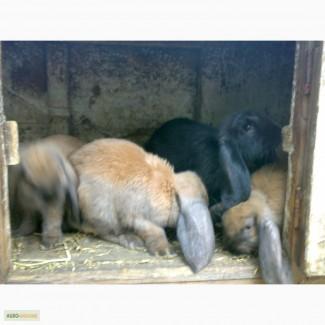 Продам кролика французкий баран