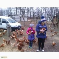 Продам курей ломан браун из германии