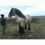 Бельгийский тяжеловоз БРАБАНСОН для случки