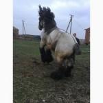 Бельгийский тяжеловоз БРАБАНСОН для случки