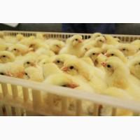 Курчата бройлер КОББ-500, РОСС-308 (ROSS-308) КУРЧАТА ДОБОВІ