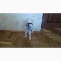 Продам козенят