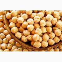 Нут триумф 1 я репродукция посевной