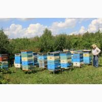 Пчелосемьи, отводки