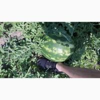 Продам Арбуз с поля от тоны