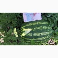 Продам Арбуз с поля от тоны