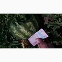 Продам Арбуз с поля от тоны