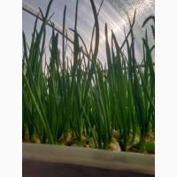 Продам лук перо