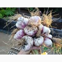 Часник Свіжий новий урожай на експорт