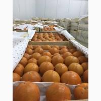 Продам хурму шоколадную Королёк, Узбекистан