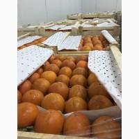 Продам хурму шоколадную Королёк, Узбекистан