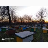4 та 6 рамочні пакети бджіл у великій кількості