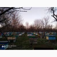 4 та 6 рамочні пакети бджіл у великій кількості