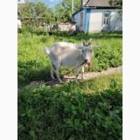 Продам стадо коз