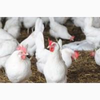 Продам курей. Ломан Вайт