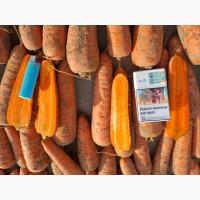 Продам Моркву Болівар