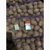 Оптова база реалізує картоплю від 10 тонн хорошої якості 5+ сорт Бєлароса, сорт Рудольф