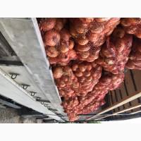 Продам цибулю Штутгарт на перо