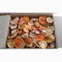 Мухомор червоний, красный мухомор, (Amanita Muscaria)