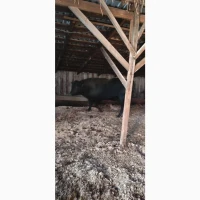 Продам бичка