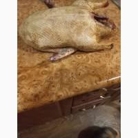 Продам м#039;ясо, сало свиней, тушки утей, Кролевець