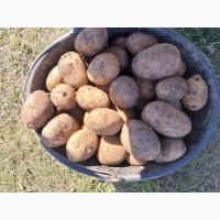 Продам картоплю, сорт Арізона