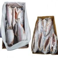 Продаємо оптом Скумбрія Хек Кальма морозива