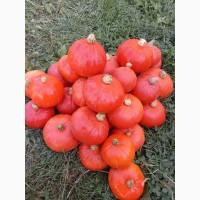 Продам овочі гарбуз баттернат, хоккайдо