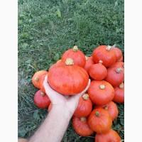 Продам овочі гарбуз баттернат, хоккайдо