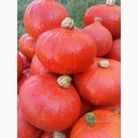 Продам овочі гарбуз баттернат, хоккайдо